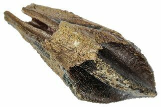 Unworn Triceratops Tooth with Partial Root - Wyoming #358155