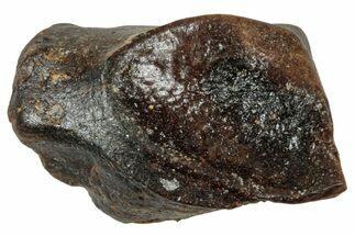 Fossil Triceratops Shed Tooth - Wyoming #358168