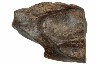 Fossil Triceratops Shed Tooth - Wyoming #358173