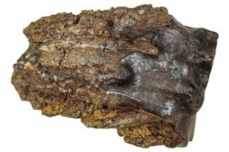 Fossil Triceratops Shed Tooth - Wyoming #358184