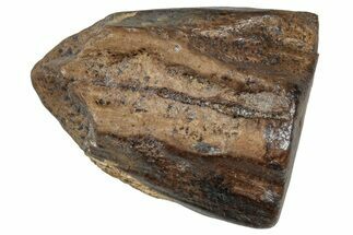 Fossil Triceratops Shed Tooth - Wyoming #358187