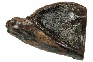 Fossil Triceratops Shed Tooth - Wyoming #358204