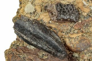 Fossil Hadrosaur Tooth in Sandstone - Wyoming #358206