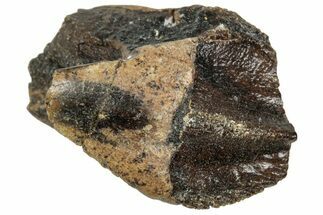 Fossil Triceratops Tooth with Partial Root - Wyoming #358214