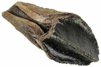 Fossil Triceratops Tooth with Partial Root - Wyoming #358220