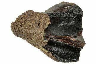 Fossil Triceratops Shed Tooth - Wyoming #358221