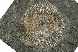 Dactylioceras Ammonite Fossil - Posidonia Shale, Germany #358335