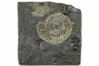 Dactylioceras Ammonite Fossil - Posidonia Shale, Germany #358340