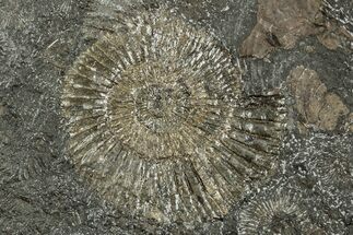 Dactylioceras Ammonite Fossil - Posidonia Shale, Germany #358349