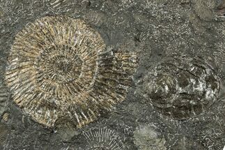Dactylioceras Ammonite Fossil - Posidonia Shale, Germany #358355