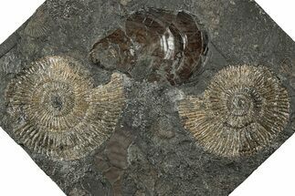 Fossil Ammonite (Dactylioceras) Cluster - Posidonia Shale, Germany #358356