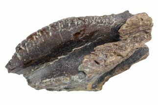 Fossil Dinosaur (Triceratops) Tooth Crown - Wyoming #358216