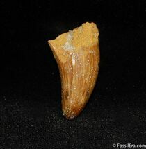 Large Upper Cretaceous Crocodile Tooth #347