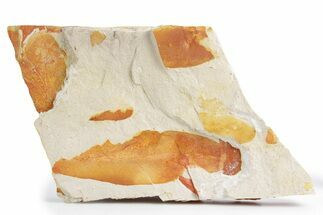 Fossil Seed Fern (Glossopteris) Plate - Australia #358521