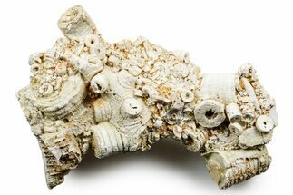 Mississippian Fossil Crinoid Stem Cluster - Kentucky #358655