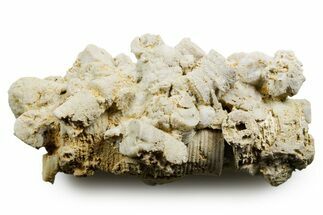 Mississippian Fossil Crinoid Stem Cluster - Kentucky #358656