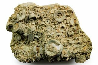 Mississippian Fossil Crinoid Stem Cluster - Kentucky #358725