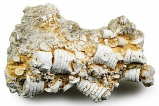 Mississippian Fossil Crinoid Stem Cluster - Kentucky #358726
