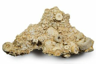 Mississippian Fossil Crinoid Stem & Cephalopod Plate - Kentucky #358735