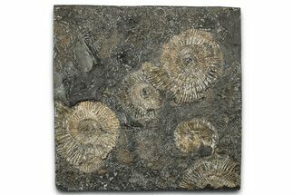 Fossil Ammonite Cluster - Posidonia Shale, Germany #358375