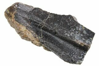 Fossil Triceratops Shed Tooth - Wyoming #358251
