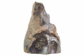Fossil Triceratops Shed Tooth - Wyoming #358271