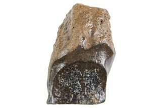 Fossil Triceratops Shed Tooth - Wyoming #358279