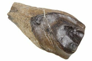 Fossil Triceratops Shed Tooth - Wyoming #358286