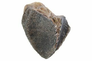 Unworn Fossil Dinosaur (Triceratops) Tooth Tip - Wyoming #358296