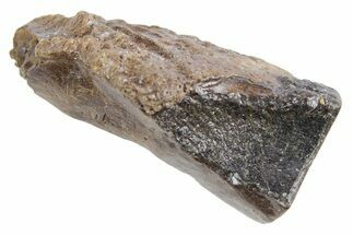 Fossil Triceratops Shed Tooth - Wyoming #358319
