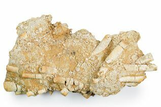 Buy Crinoids