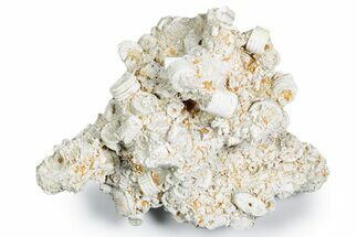 Mississippian Fossil Crinoid Stem & Cephalopod Plate - Kentucky #358751