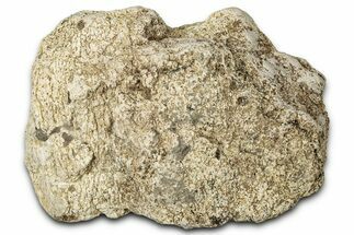 Dinosaur (Triceratops) Frill Shield Section - Montana #347954