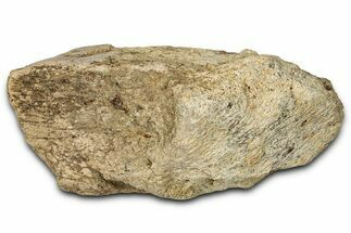 Dinosaur (Triceratops) Frill Shield Section - Montana #347960