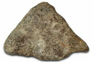 Dinosaur (Triceratops) Frill Shield Section - Montana #347963