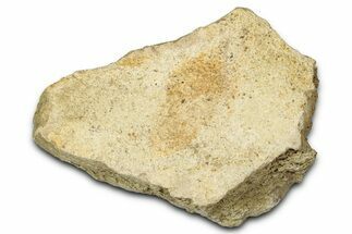 Dinosaur (Triceratops) Frill Shield Section - Montana #347965