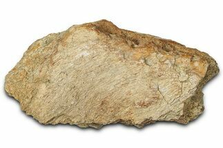 Dinosaur (Triceratops) Frill Shield Section - Montana #347968