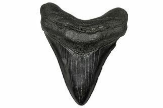 Serrated, Fossil Megalodon Tooth - South Carolina #356850