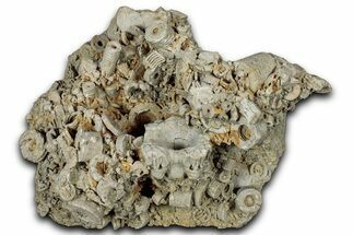 Mississippian Fossil Crinoid & Cephalopod Plate - Kentucky #358773