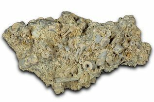 Echinoderm Fossils For Sale