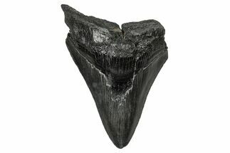Fossil Megalodon Tooth - South Carolina #356859