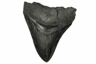 Serrated, Fossil Megalodon Tooth - South Carolina #356860