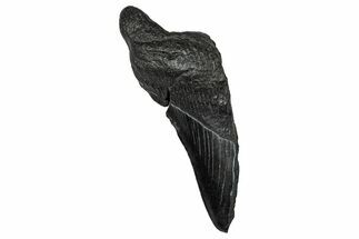 Partial Fossil Megalodon Tooth - South Carolina #356887