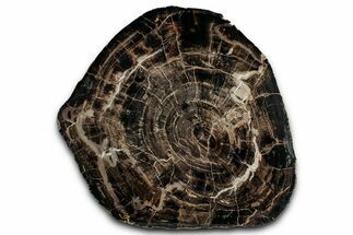 Polished Petrified Wood (Araucarioxylon) Round - Utah #358853