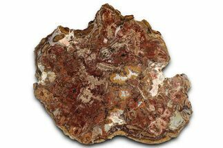 Polished Triassic Petrified Bog Wood Slab w/ Fungal Rot - Utah #358861