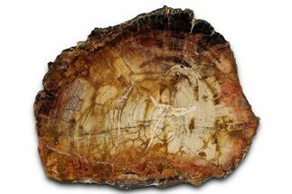 Polished Triassic Petrified Wood Slab - Poison Springs, Utah #358862
