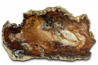 Colorful Hubbard Basin Petrified Wood Slab - Nevada #358864