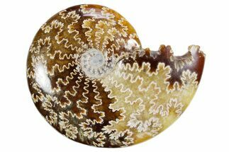 Polished Ammonite (Cleoniceras) Fossil - Madagascar #358404