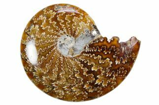 Polished Ammonite (Cleoniceras) Fossil - Madagascar #358405