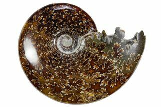 Polished Ammonite (Cleoniceras) Fossil - Madagascar #358408